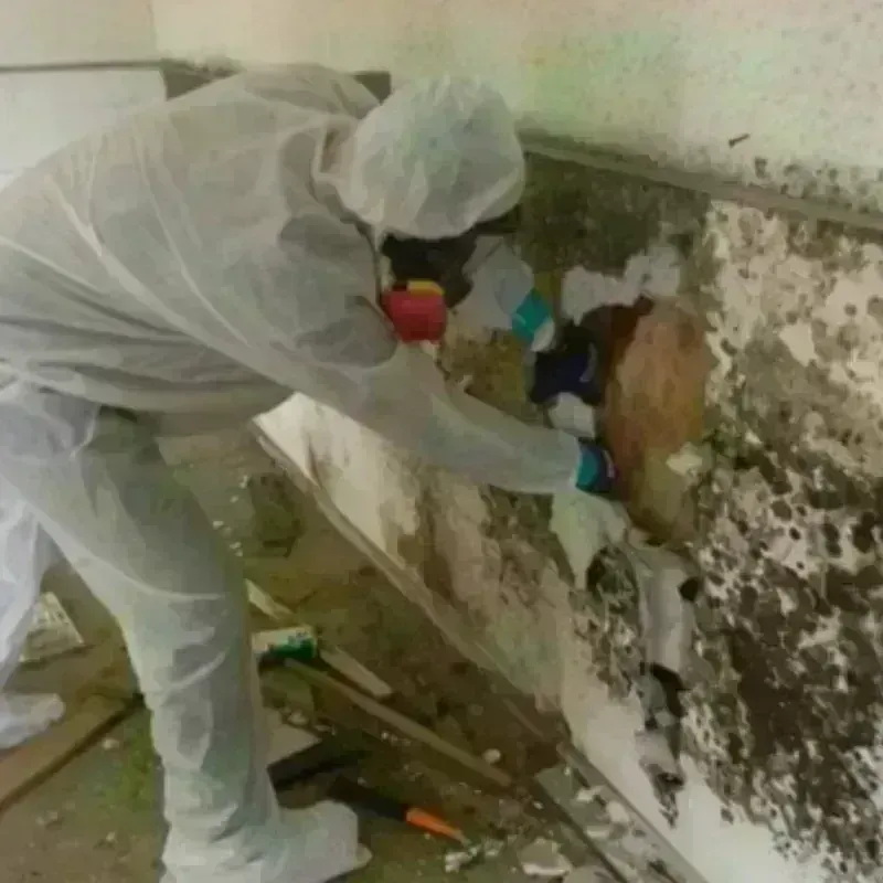 Mold Remediation and Removal in Burien, WA